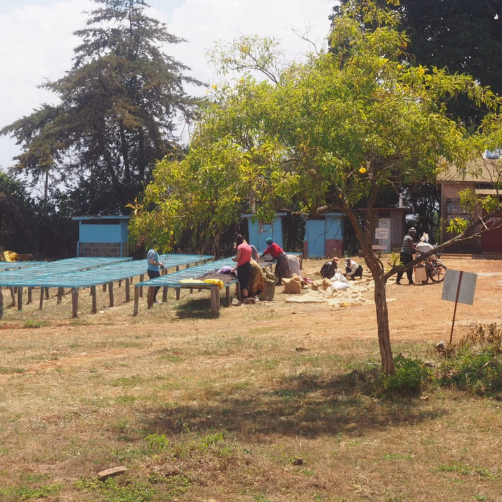 Drying tables at the Ndaroini coffee station in Nyeri, Kenya - coffee roasted by Inheritance Coffee, Pensacola, FL