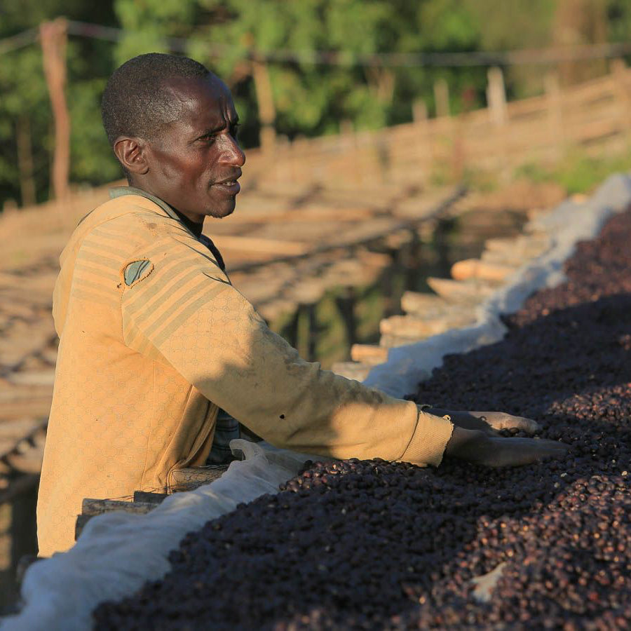 Worker turning natural coffee on drying beds at Yabitu Koba, Ethiopia - roasted by Inheritance Coffee, Pensacola, FL