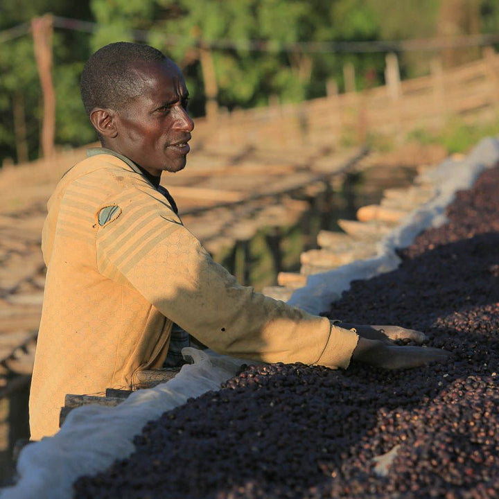 Worker turning natural coffee on drying beds at Yabitu Koba, Ethiopia - roasted by Inheritance Coffee, Pensacola, FL