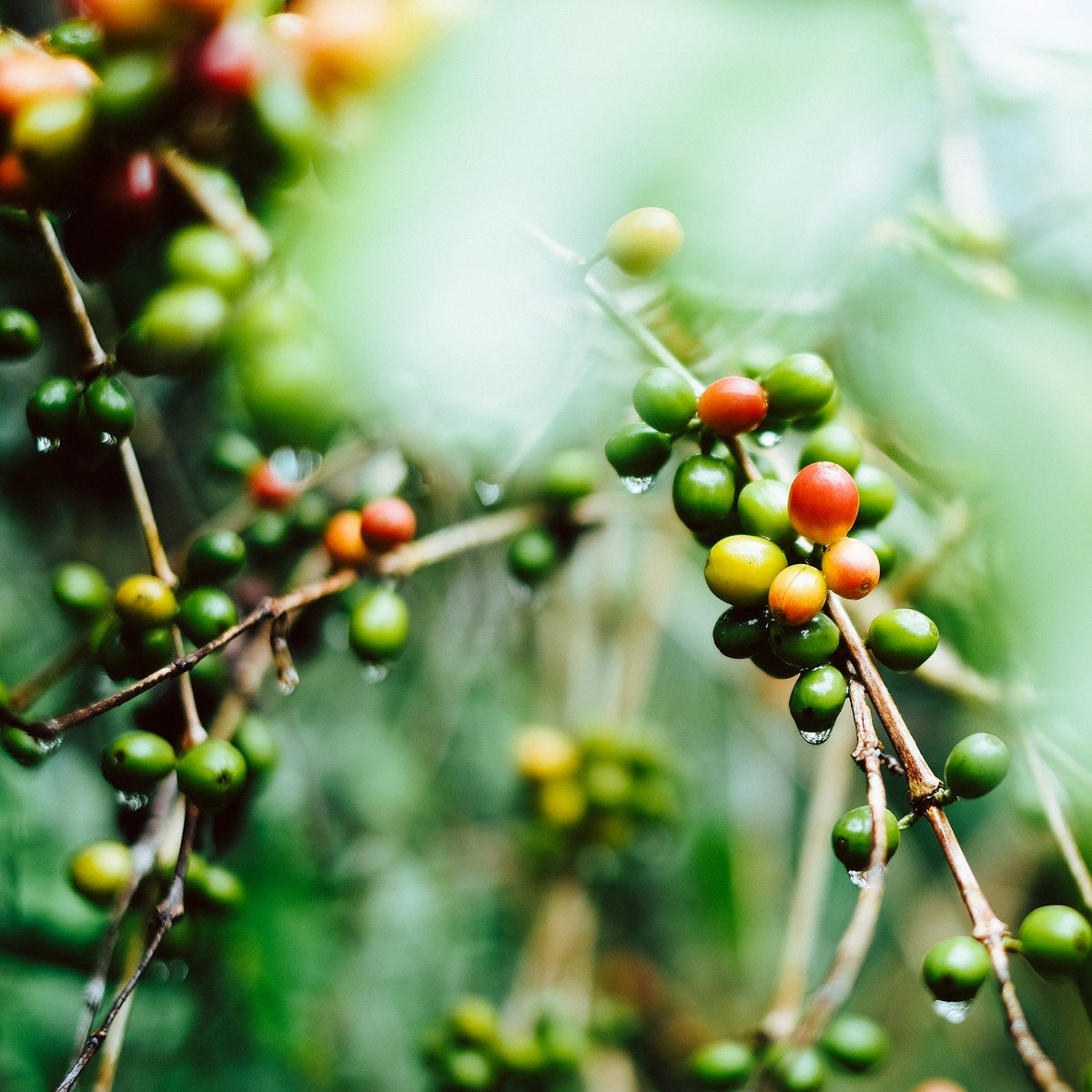 Ripe red coffee cherries growing on the branch in Guatemala
