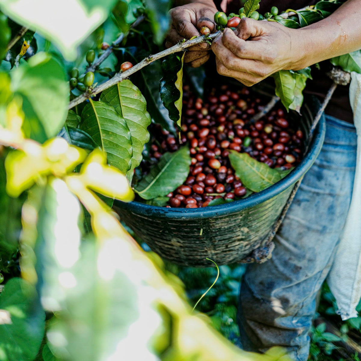 A picker's hand pulling ripe red coffee cherries from a branch