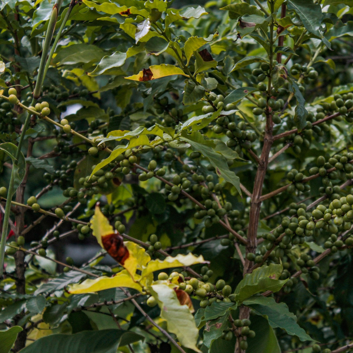 Green coffee cherries ripening on a coffee tree branch