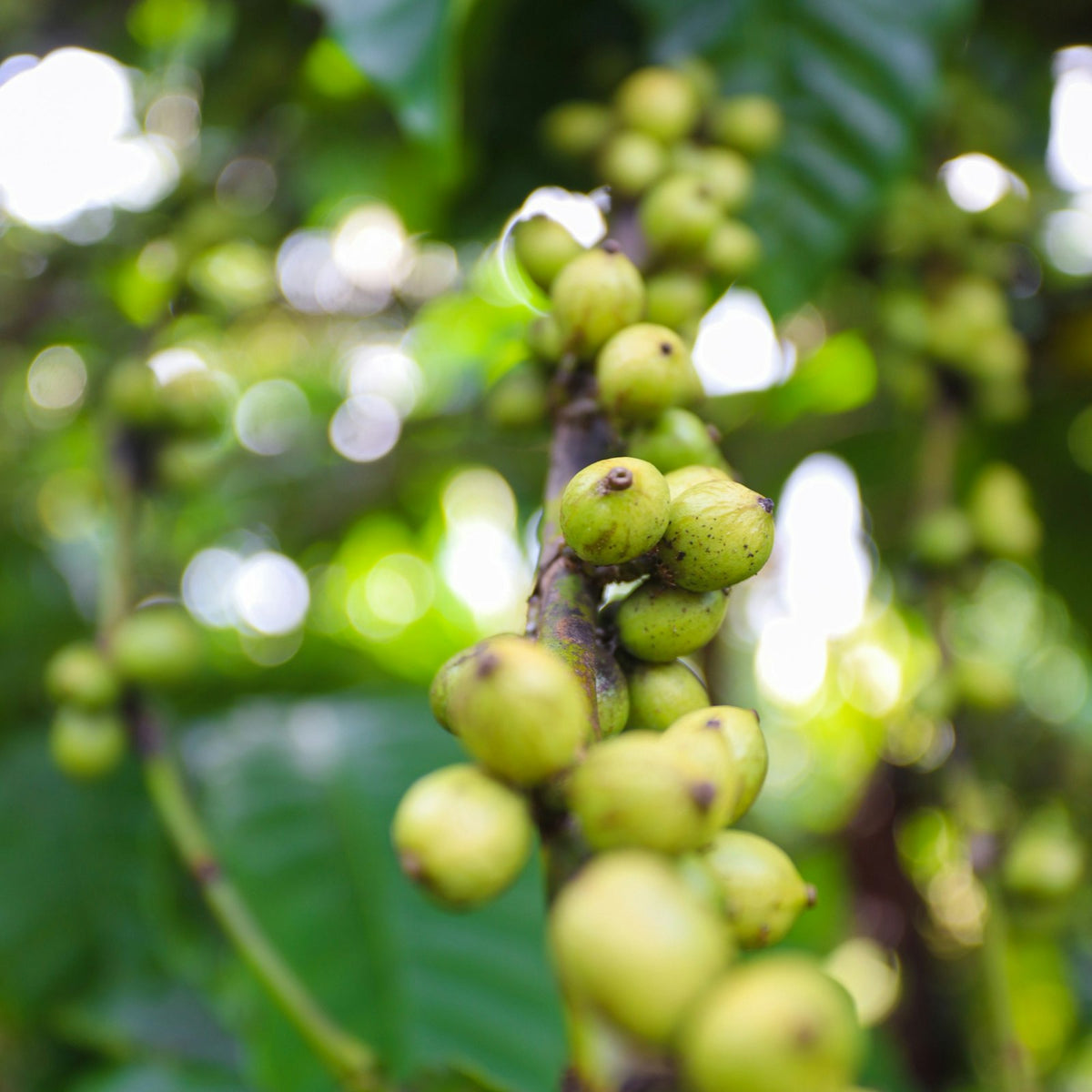 Robusta coffee cherries among green leaves on a coffee tree