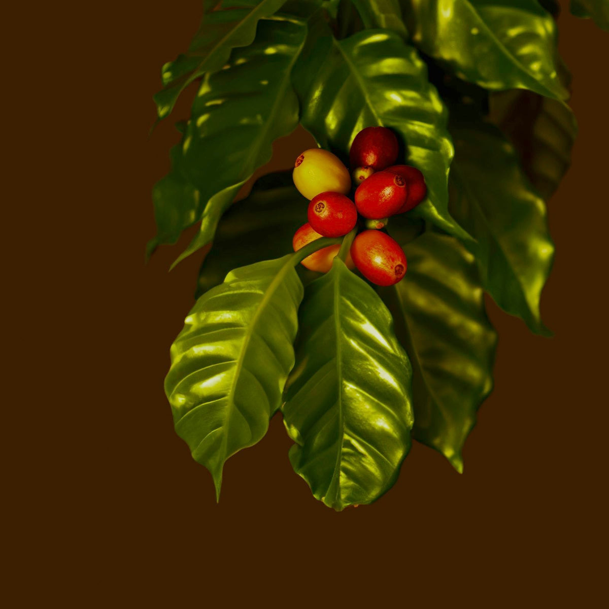 Whole coffee cherries in a dark fermentation tank