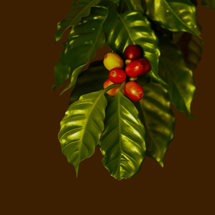 Whole coffee cherries in a dark fermentation tank