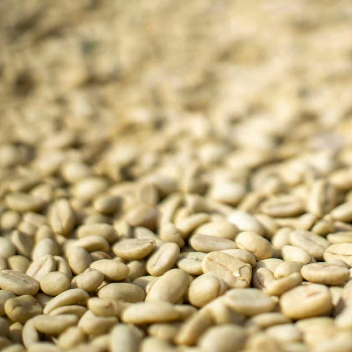 Close view of unroasted green coffee beans sorted by screen size before grading - Inheritance Coffee, Pensacola, FL roaster for home brewers and cafes