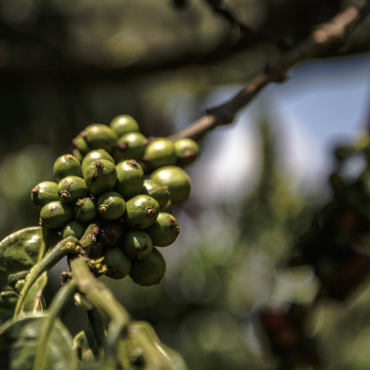 Unripe coffee cherries growing on the branch of a coffee plant