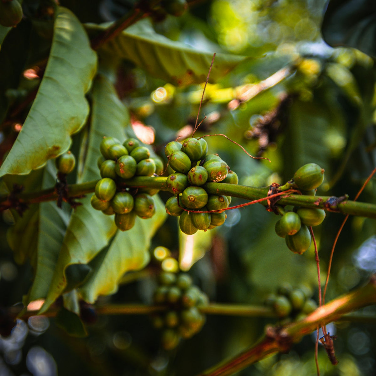Unripe coffee cherries growing on a coffee plant near Kampala, Uganda