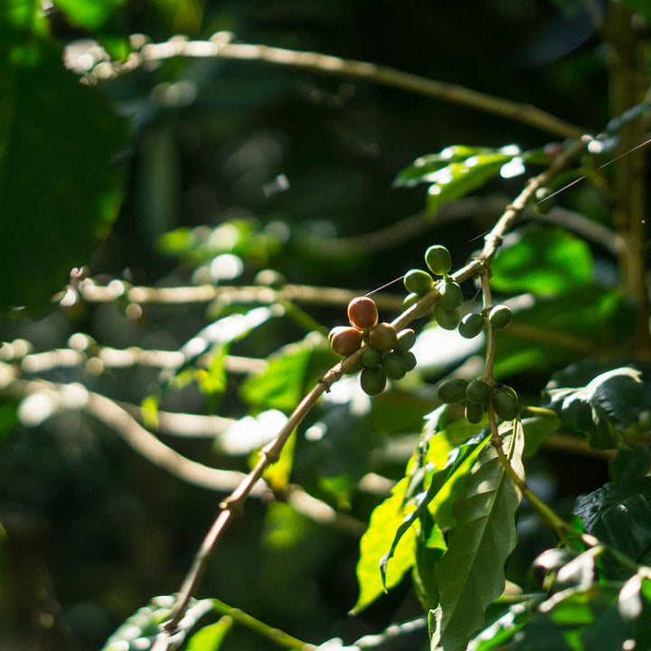 Coffee cherries growing on a branch on a coffee farm in Honduras