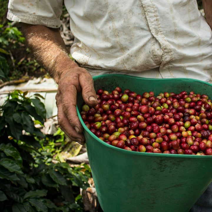 Farmer holding a bucket of freshly picked ripe coffee cherries bound for processing