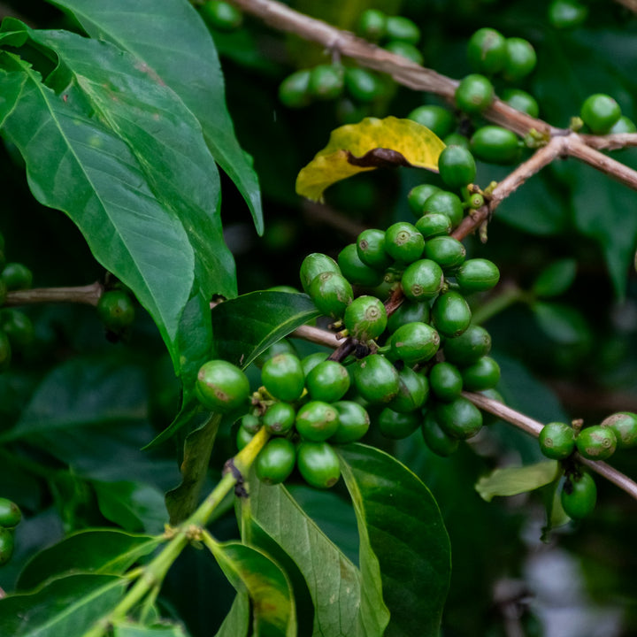 Green coffee beans ripening on the branch of a coffee tree