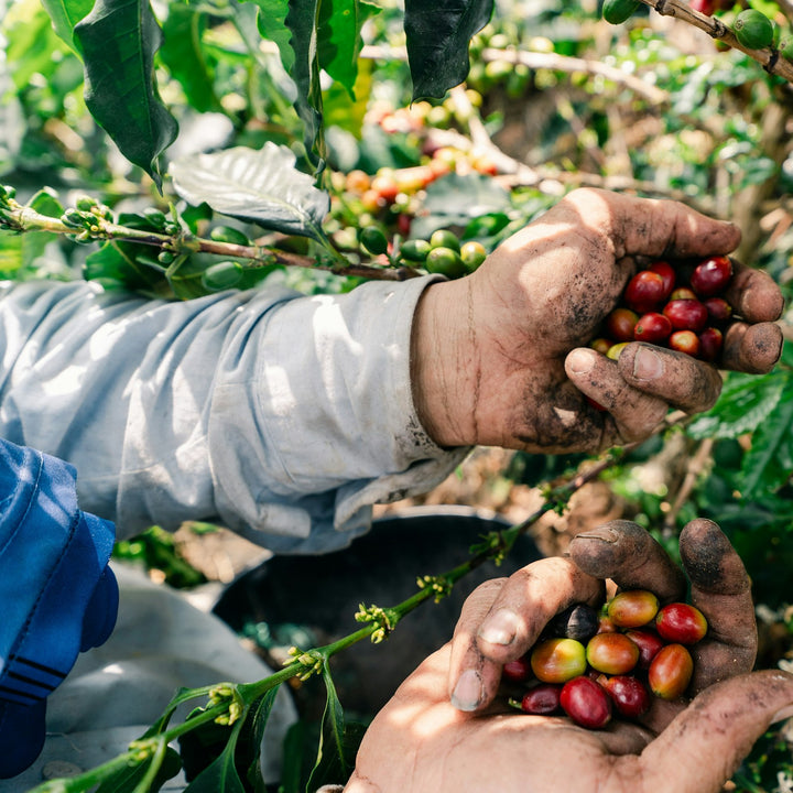 Hands harvesting ripe coffee cherries from a coffee plant