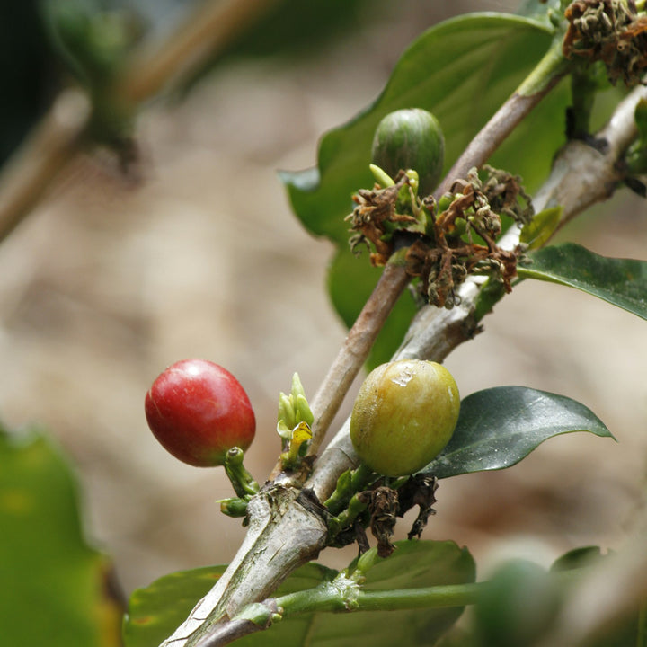 Ripe red and green coffee cherries on a branch at a coffee farm in Colombia