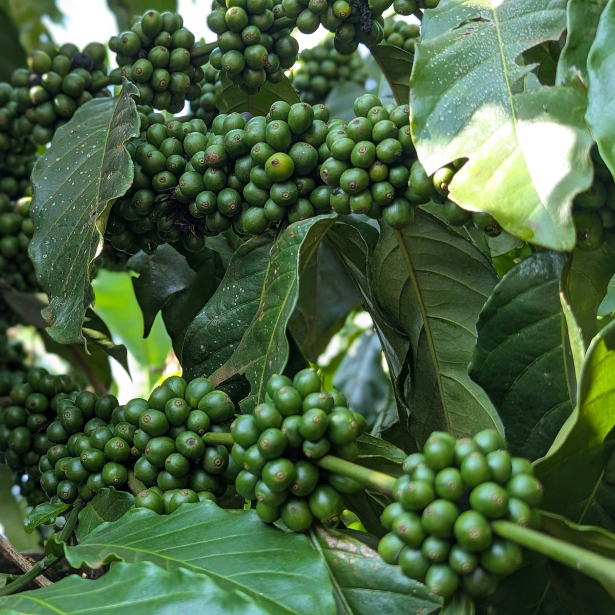 Unripe green coffee cherries on the branch of a coffee tree
