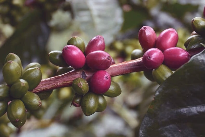 Papayo coffee cherries ripening on the branch, sourced by Inheritance Coffee, Pensacola, FL roaster for cafes and home brewers