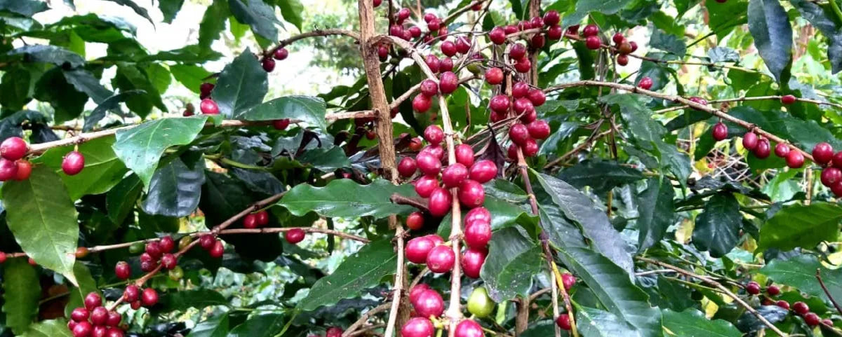 Typica coffee branches heavy with cherries, sourced by Inheritance Coffee, Pensacola, FL roaster for cafes and home brewers
