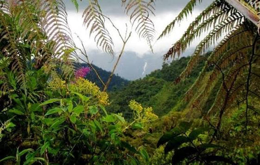 What Is Colombian Coffee? A Roaster's Guide to Regions, Flavor, and Grades