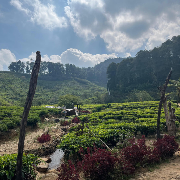 Green highland farmland in West Java, home of Java Bukit Paniisan coffee roasted by Inheritance Coffee in Pensacola, FL