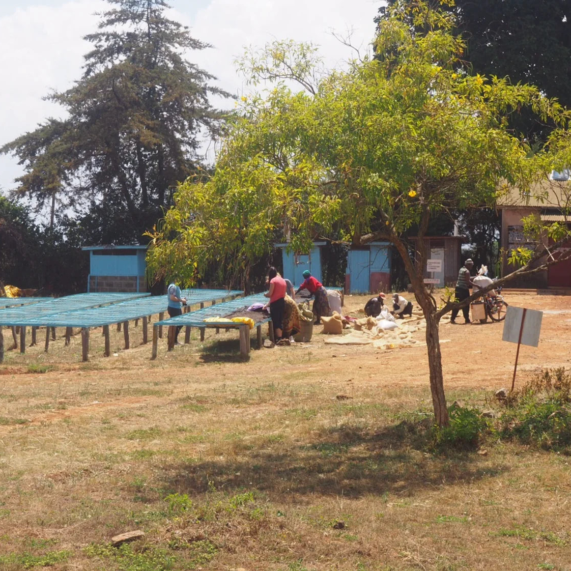 Drying tables at the Ndaroini coffee station in Nyeri, Kenya - coffee roasted by Inheritance Coffee, Pensacola, FL