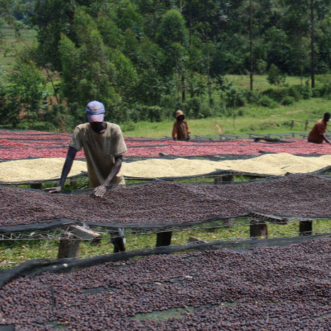 Workers tending coffee on raised drying beds in Burundi - Burundi Kigina roasted by Inheritance Coffee, Pensacola, FL