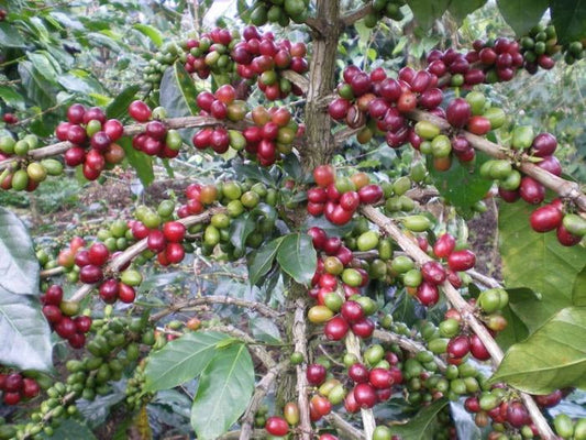 Ripe coffee cherries at the Permata Gayo cooperative in Sumatra - Sumatra coffee roasted by Inheritance Coffee, Pensacola, FL