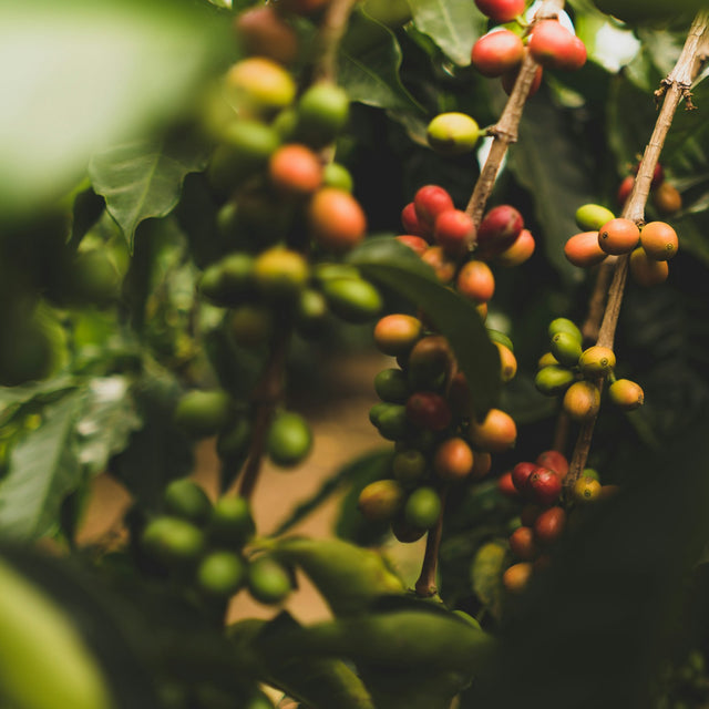 Coffee cherries ripening unevenly on the bush, ripe red fruit beside still-green unripe cherries that would roast as quakers