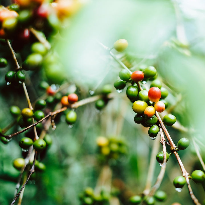 Coffee cherries on a branch at a coffee farm in Tajumulco, Guatemala