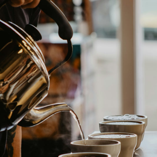 A taster pouring hot water into a row of cupping bowls of ground coffee on a tasting table