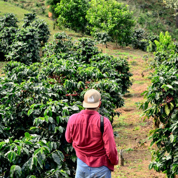 Coffee grower walking between shade-grown coffee trees on a small Andean smallholding