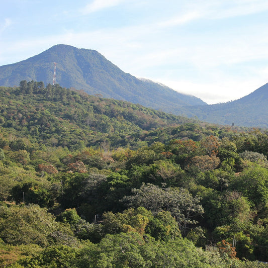 Volcanic peak rising above forested coffee-growing slopes in western El Salvador
