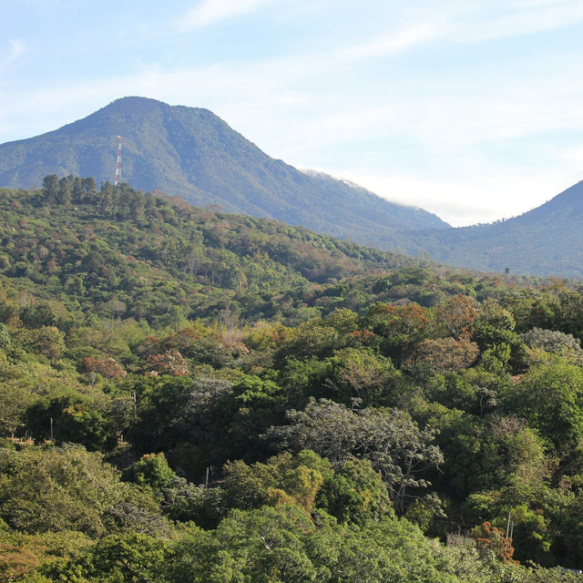 Volcanic peak rising above forested coffee-growing slopes in western El Salvador
