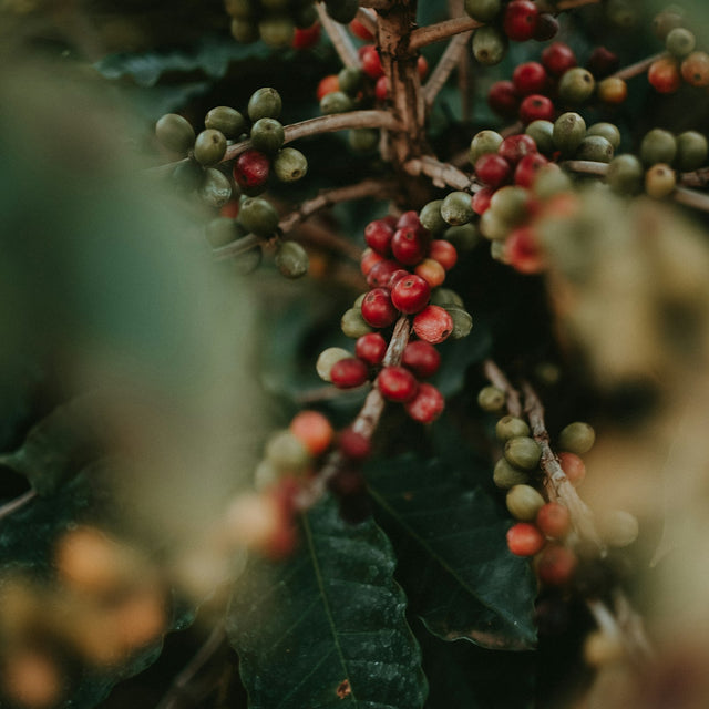 Ripe red coffee cherries growing in clusters on a coffee tree branch