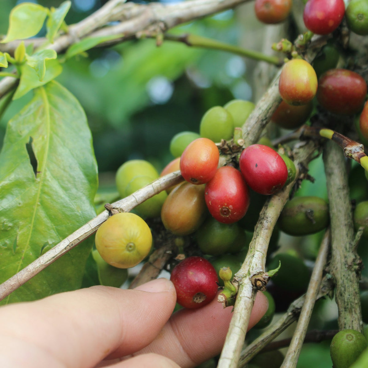 Ripe red and unripe yellow-green coffee cherries growing on the branch in a coffee field