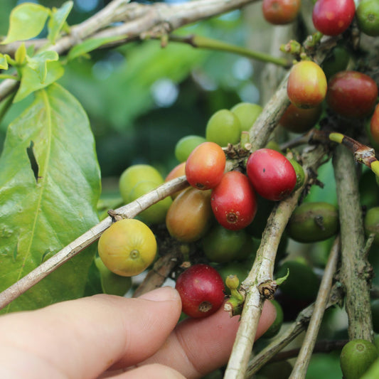 Ripe red and unripe yellow-green coffee cherries growing on the branch in a coffee field