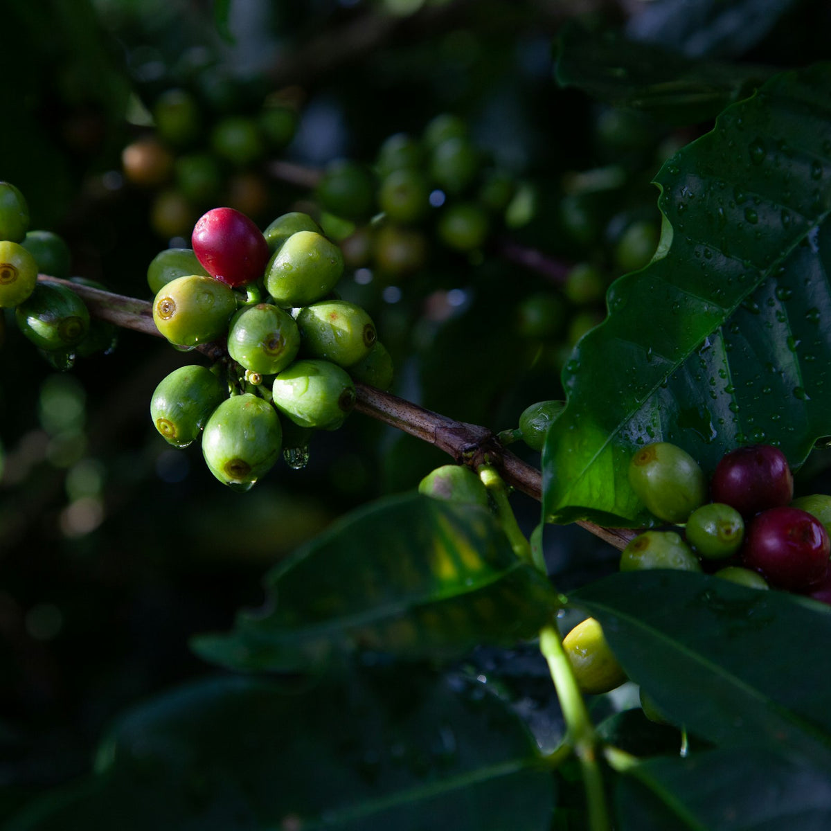 Coffee cherries growing on a branch on a farm in São Paulo state, Brazil