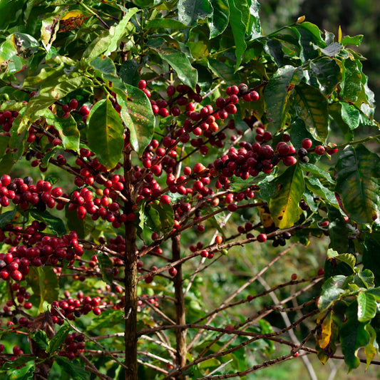 Ripe red coffee cherries clustered on the branch of a coffee plant