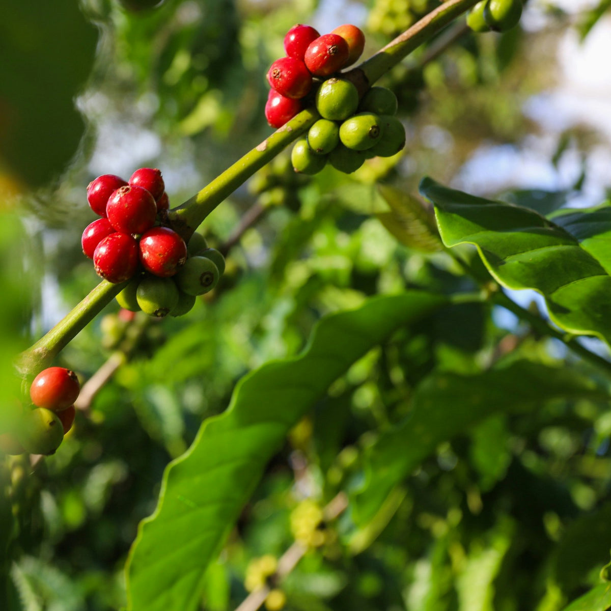 Coffee cherries on a robusta coffee branch