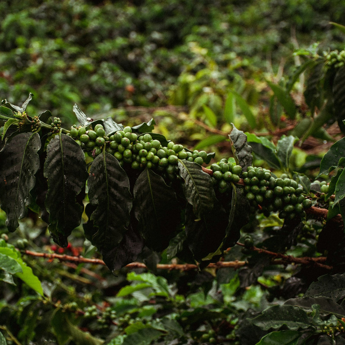 Clusters of ripening coffee cherries hanging from the branch of a coffee tree