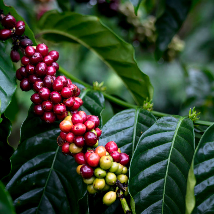 Ripe red coffee cherries growing on the branch of a coffee plant