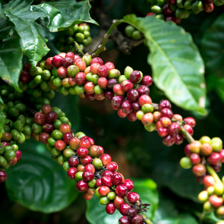Clusters of coffee cherries hanging from the branch of a coffee tree