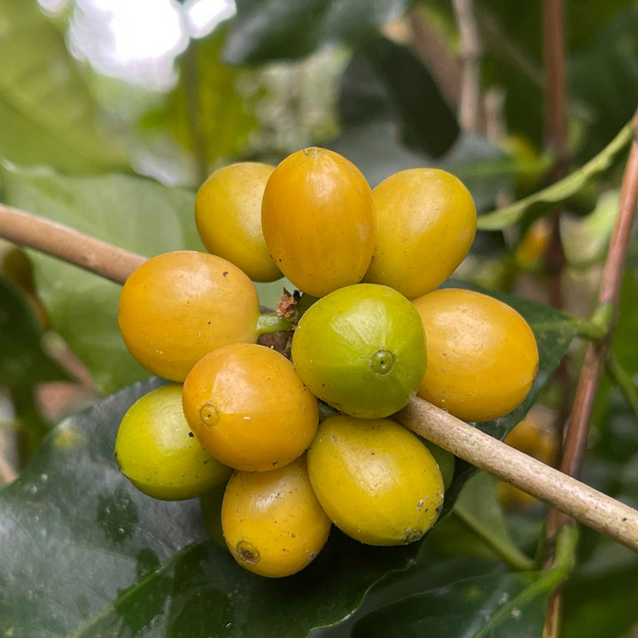 Ripe and unripe coffee cherries on a branch at a farm near Chiang Mai, Thailand