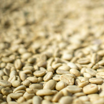 Close view of unroasted green coffee beans sorted by screen size before grading