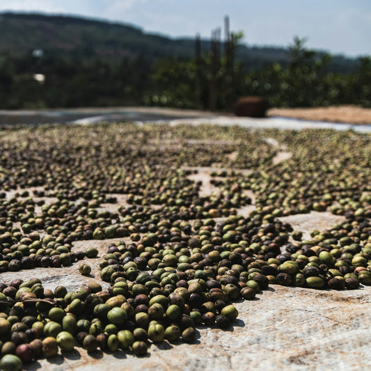 Coffee spread to dry at a shared processing station in the Ethiopian highlands