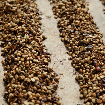 Coffee drying in long rows on a Brazilian patio at harvest scale