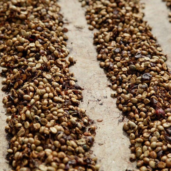 Coffee drying in long rows on a Brazilian patio at harvest scale - Inheritance Coffee, Pensacola, FL roaster for home brewers and cafes
