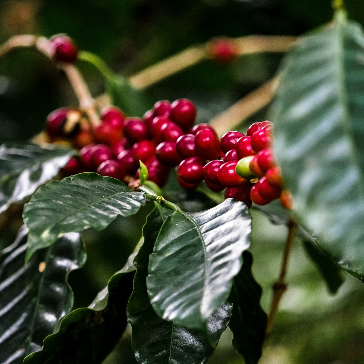 Ripening red and green coffee cherries on a coffee plant branch in a shaded plantation