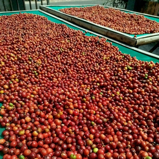 Whole red coffee cherries drying in the sun on raised mesh beds during natural processing