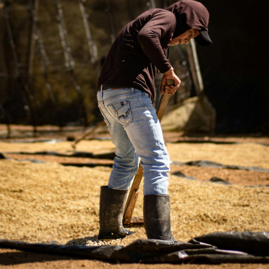A worker rakes coffee across outdoor drying mats to turn the lot evenly during natural processing