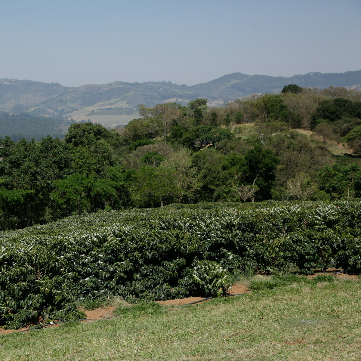 Rows of coffee plants on a hillside farm in São Paulo state, Brazil
