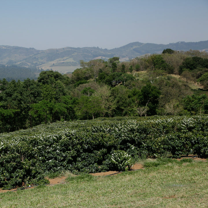 Rows of coffee plants on a hillside farm in São Paulo state, Brazil